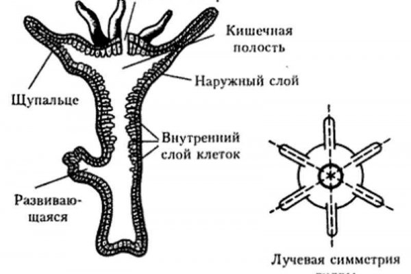 Ссылки на кракен блэкспрут